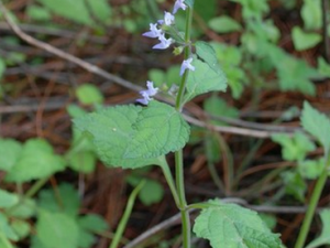 ˮ������