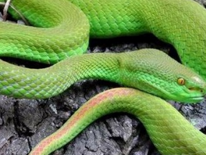 ҩ��������