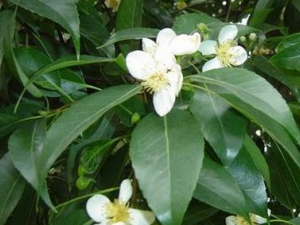 ľ�ɵĹ�Ч������|��ζ|�÷�����