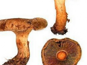 ����׮���Ĺ�Ч������|��ζ|��״