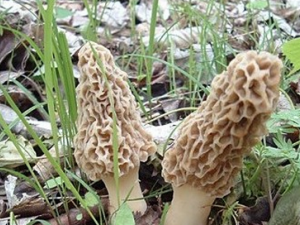 ��Ǿ��Ĺ�Ч������|��ζ|��״