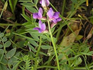 �����ݵĹ�Ч������|��ζ|��״