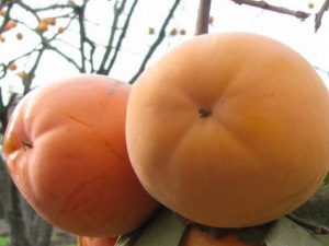 ���Ĺ�Ч������|��ζ|�÷�����