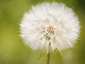 �ѹ�Ӣ�����ݹ�Ч �ѹ�Ӣ����Щ����