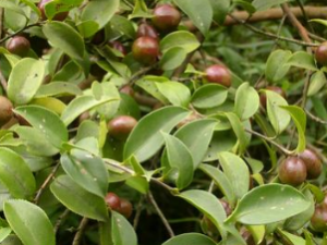 ͷ���ߵĹ�Ч������|��ζ|�÷�����