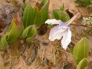 ���ִ�ȸ�Ĺ�Ч������|��ζ����״