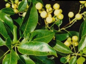 ɳ��ľ�Ĺ�Ч������|��ζ|��״