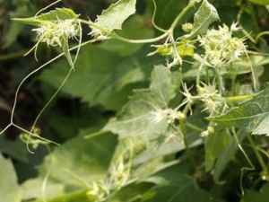 �ķ����ӲݵĹ�Ч������|��ζ|��״