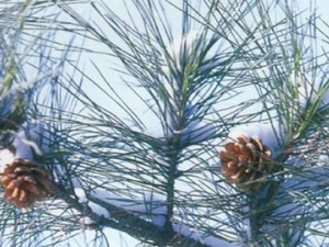 ˮ������Ĺ�Ч������|��ζ|��״