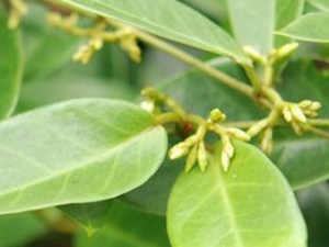 �׸��ٵĹ�Ч������||��ζ|�÷�����