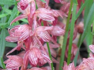 ���һ����Ĺ�Ч������|��ζ|�÷�����