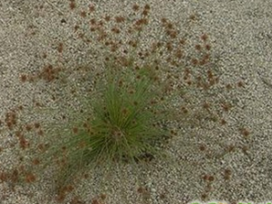 ţë�ݵĹ�Ч������|��ζ|��״