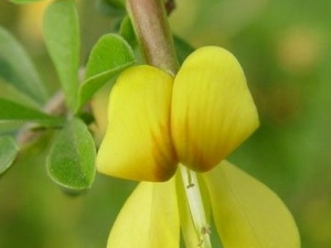 ��ȸ���Ĺ�Ч������|�÷�����