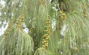 ľ������ӵĹ�Ч������|��ζ|�÷�����