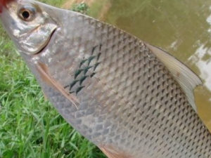 ����Ĺ�Ч������|��ζ|��״