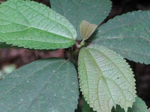 �Ƥ���Ĺ�Ч������|��ζ|��״