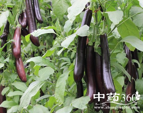 ӵӪֵ|Ⱥ|÷|ʳùЧ|ѡ