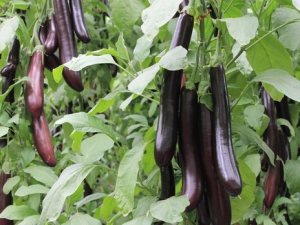 ���ӵ�Ӫ����ֵ��ʳ�ù�Ч