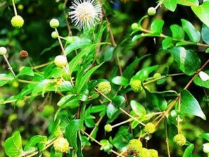 ˮ��÷���Ĺ�Ч������|�÷�����