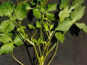 Ѽ���۸��Ĺ�Ч������|��ζ|�÷�����