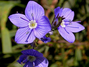 ��ë�����ɵĹ�Ч������|��ζ|�÷�����