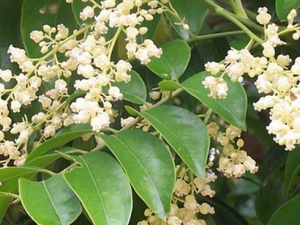 �����Ӹ�Ƥ�Ĺ�Ч������|�÷�����