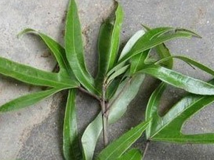 ϸ������Ĺ�Ч������|��ζ|��״