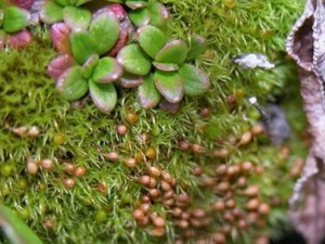 ţë�ߵĹ�Ч������|��ζ|�÷�����