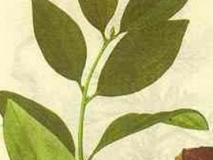 ������Ĺ�Ч������|��ζ|��״