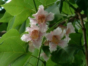 ����Ƥ�Ĺ�Ч������|��ζ|�÷�����