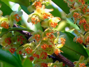 ���黨�Ĺ�Ч������|��ζ|�÷�����