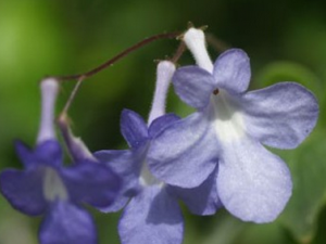 ţ��ɢѪ�ݵĹ�Ч������|��ζ|��״