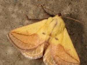 ȸ�͵Ĺ�Ч������|��ζ|��״