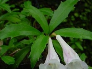 ����Ѫ�Ĺ�Ч������|��ζ|��״