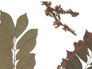 ë֦���ٵĹ�Ч������|��ζ|�÷�����