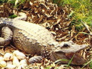 ���׵Ĺ�Ч������|��ζ|��״