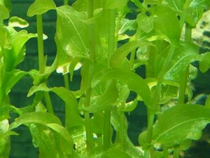 ���Ӳ˵Ĺ�Ч������|��ζ|��״