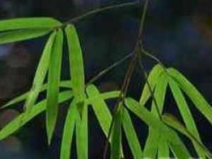 ����Ҷ�Ĺ�Ч������|��ζ|��״