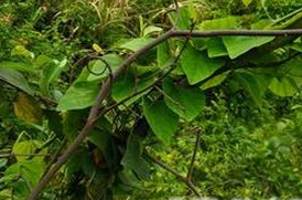 С���ٵĹ�Ч������|��ζ|��״