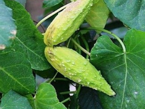 �콬�ǵĹ�Ч������|��ζ|��״