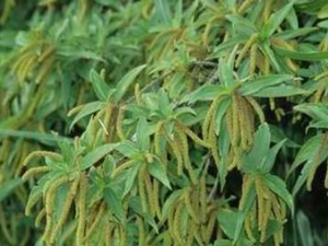 ľ����Ĺ�Ч������|��ζ|��״