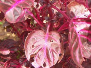 Ѫ�ȵĹ�Ч������|��ζ|��״