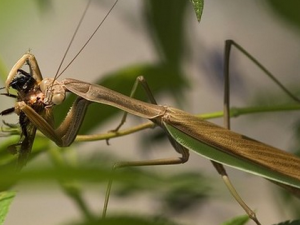 ���Ĺ�Ч������|��ζ|��״