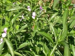 СͷʨӲݵĹЧ|ζ|״