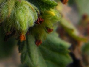 �����ӵĹ�Ч������|��״|��ζ