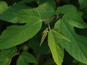 ��Ƥ���Ĺ�Ч������|��ζ|��״