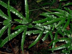 ������Ĺ�Ч������|��ζ|�÷�����