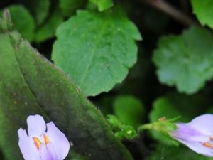 �������Ĺ�Ч������|��ζ|��״