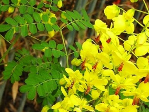 ��ʱ��Ĺ�Ч������|��ζ|�÷�����