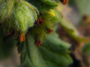 �����ӵĹ�Ч������|��ζ|��״